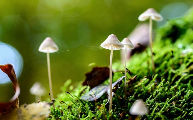 02-141054_0hna_hongos-alucinogenos-depresion-psiquiatria-magdalena-sanfuentes-16494f.jpg