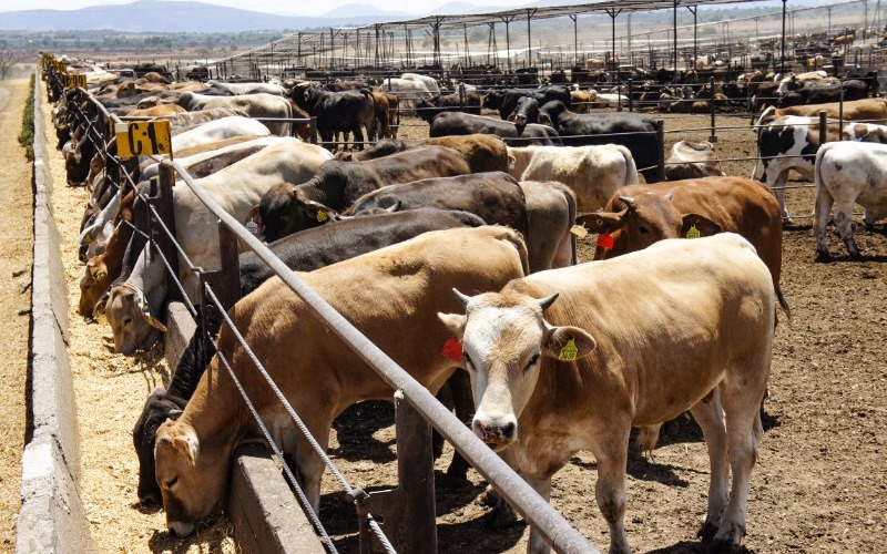 Avanzan los preparativos de la Expo Feria Falcón 2024