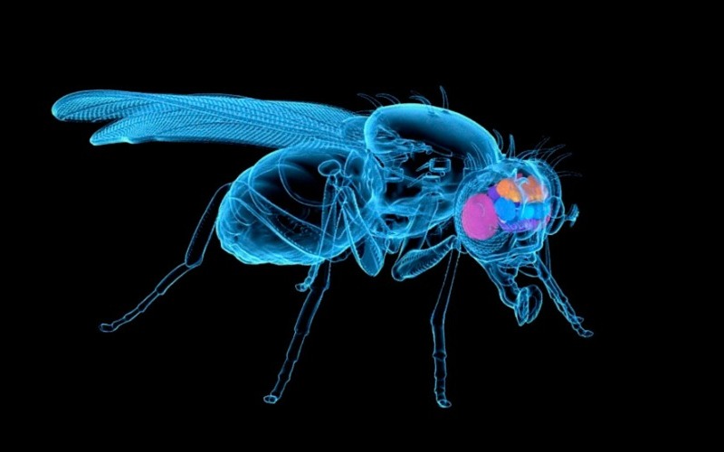 241010-aca5-f4-mosca-de-la-fruta-mapeo-de-su-cerebro-5448a9.jpg