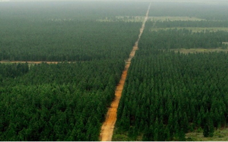 Monagas y Anzoátegui inician plan de reforestación para sembrar 15.000 hectáreas de pino para 2027