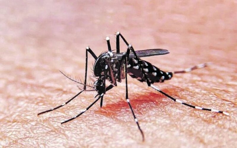 Cuba prueba técnica para reducir población del mosquito transmisor del dengue