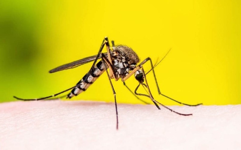 8d549b9b-alerta-sanitaria-fiebre-amarilla-oms-6169b88d49b37-9eb915.jpg