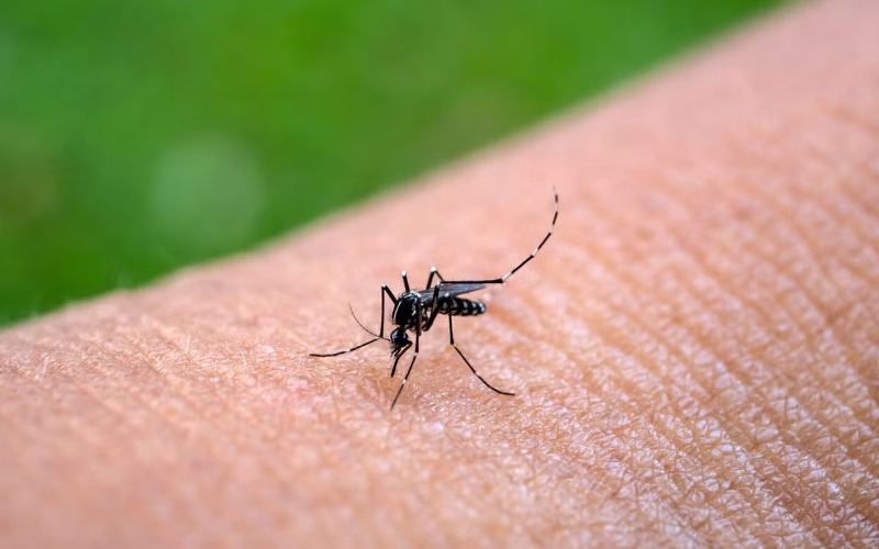 aedes-aegypti-mosquitoe-505eb2.jpg