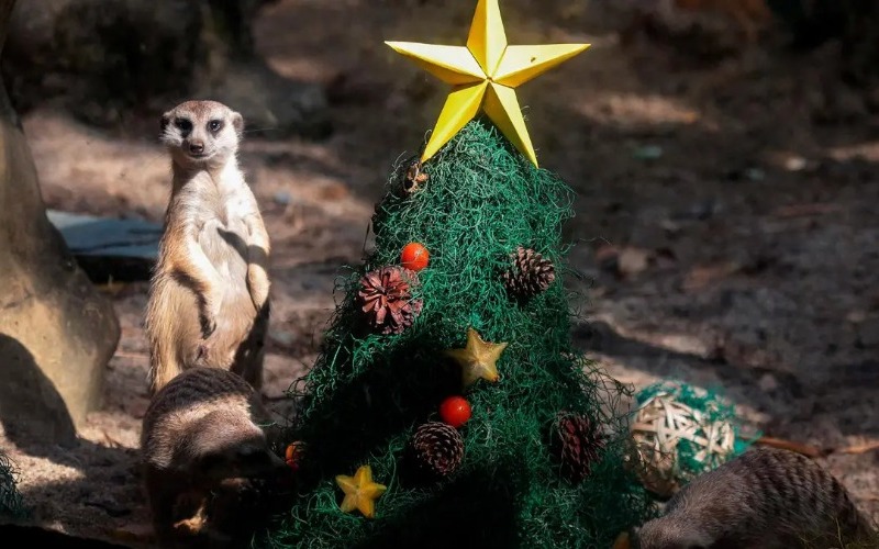 afp-20241219-36qu3rv-v1-highres-colombiaanimalzoochristmas_46817710_20241222115335-0e85e0.jpg