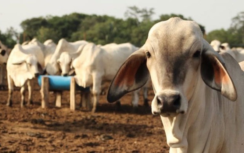 agrotendenciatv-agropedia-ganado-bovino-de-carne-int-8-bcafa7.jpg
