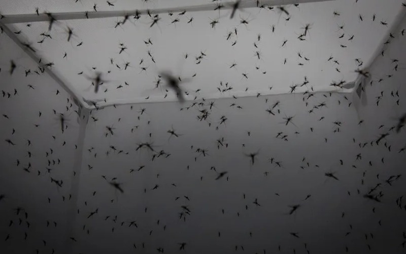 ame4202-brasil-dengue-8882ff.jpg