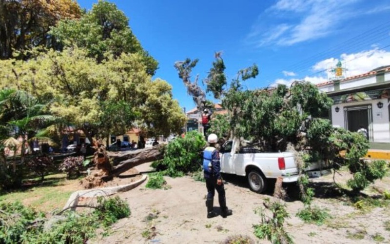 arbol-cayo-sobre-vehiculo-en-las-inmediaciones-de-la-plazza-milla-en-merida-696x391-d713df.jpeg