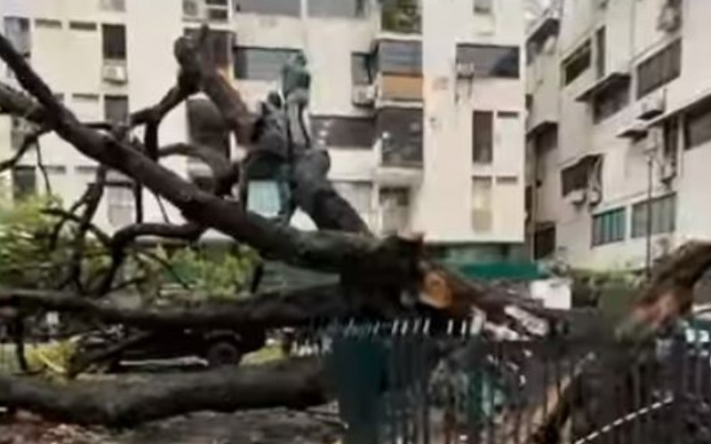 Atienden caída de un árbol en Las Mercedes por fuertes lluvias