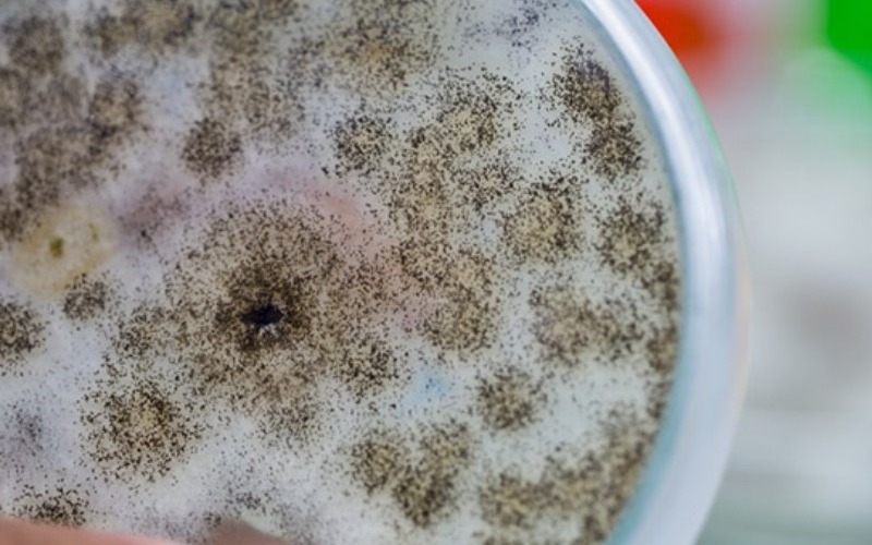 aspergillus-68d49a.jpg
