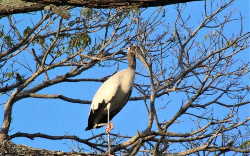 aves-e1a045.jpg