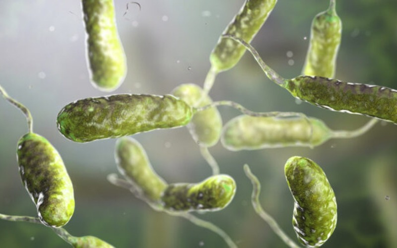 bacteria-vibrio-vulnificus-750x375-1-c2b6ab.jpg