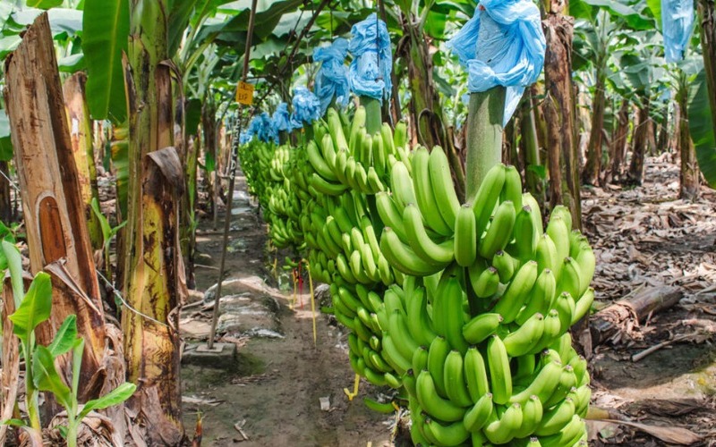 banano-ecuador-1000x600-9cb9e0.jpg