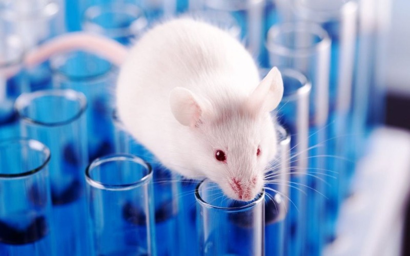 bigstock-mouse-animal-laboratory-mouse-233453398_5_1242x621-51974f.jpg