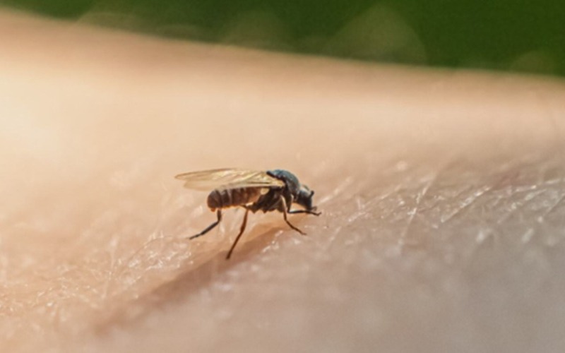 biting-midge-getty-2155776524-16-9-c82d06.jpg