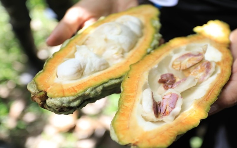 cacao-562c9f.jpg