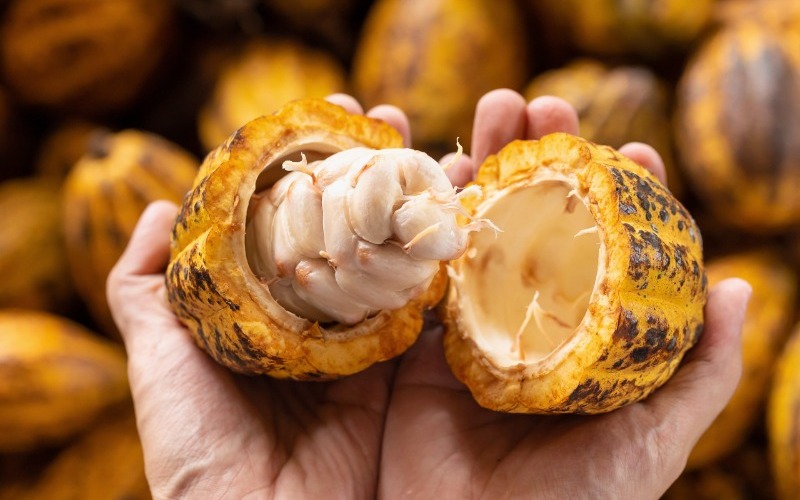 cacao4-scaled-6d3e40.jpg