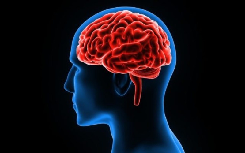 cerebro-e1565716723530-b5e957.jpg