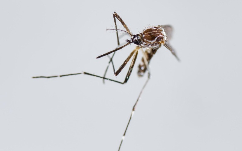 chikungunya-efe-48c317.jpg