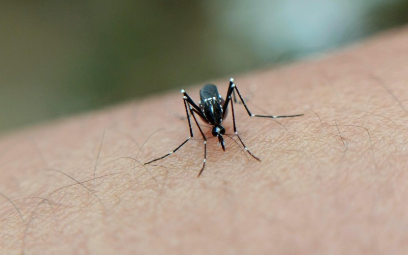 chikungunya-scaled-b38e92.jpg