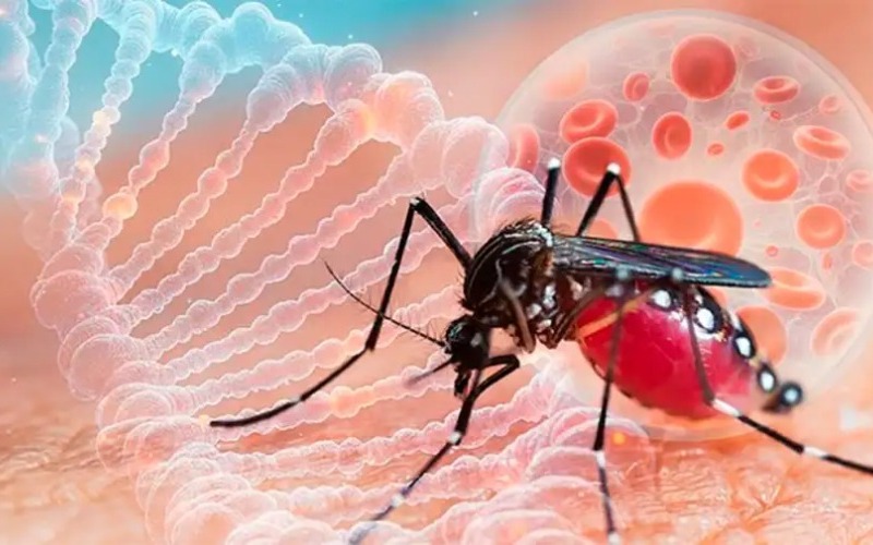 chikungunya-virus-05082025-2074822-930c0d.jpg