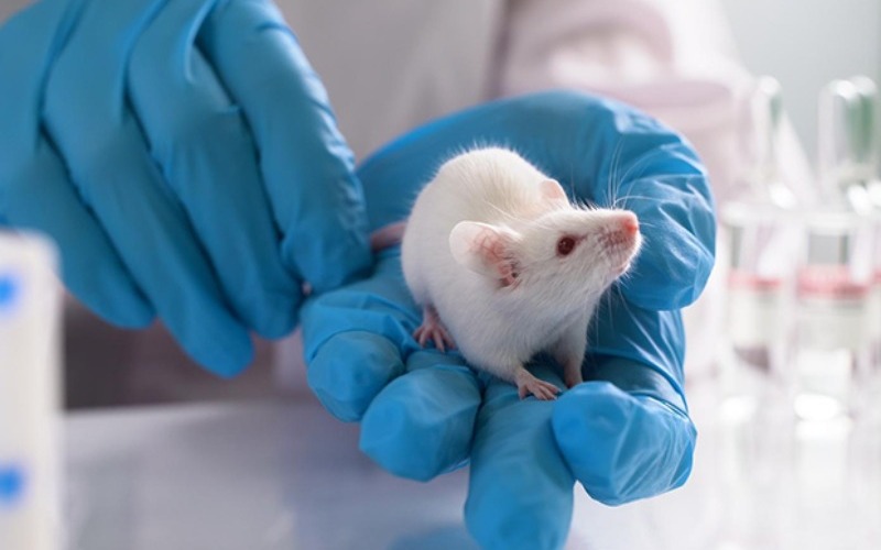 cientificos-revierten-el-alzheimer-en-ratones-mediante-nanoparticulas-5a3a47.jpg