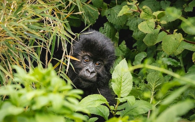 cria-de-gorila-de-montana-en-el-parque-nacional-de-virunga-e1773387734462-c719a6.jpg