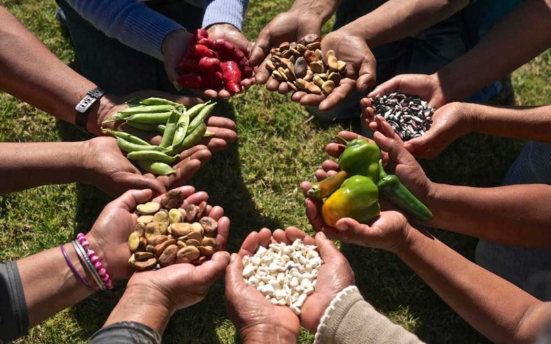 cultivos-campesinos-b6586d.jpg