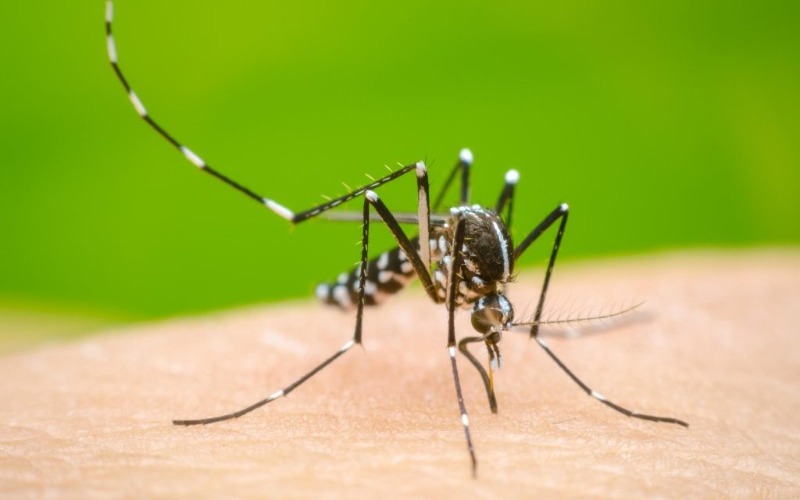 dengue-1024x678-9c449d.jpg