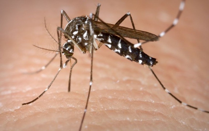 dengue-38951-11ae22.jpg