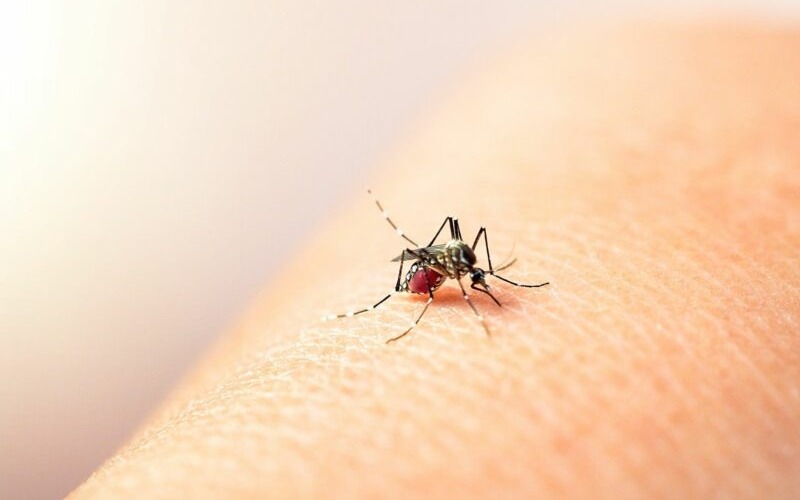 dengue-800x600-f10edd.jpg