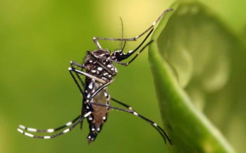 dengue-a1db1c92-focus-0-0-608-342-d4c176.jpg