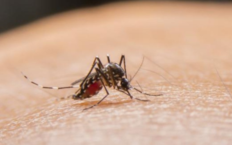 dengue-contagioso-1-20f019.jpg