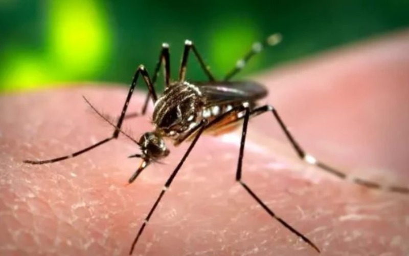 dengue-cuba-cubanet-e1724323383207-884f7f.jpg
