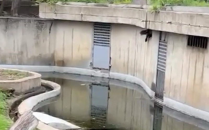 denuncia-de-habitat-de-nutria-captura-de-video-3aae4f.jpg