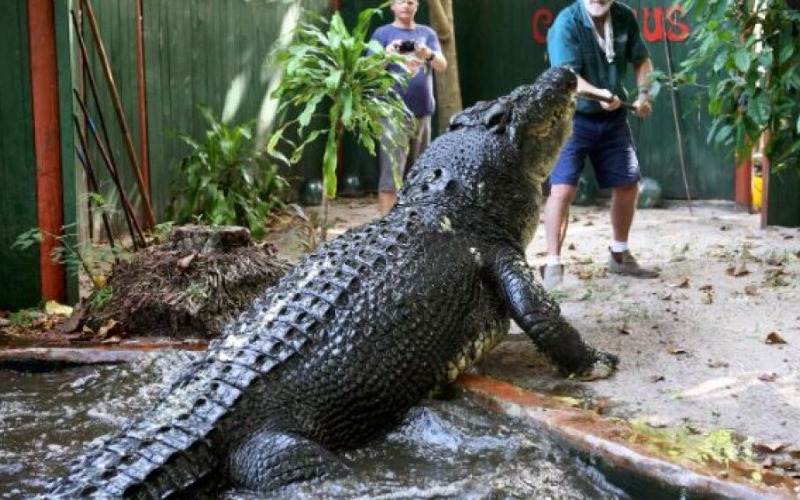 Cocodrilo más grande del mundo falleció en zoológico de Australia