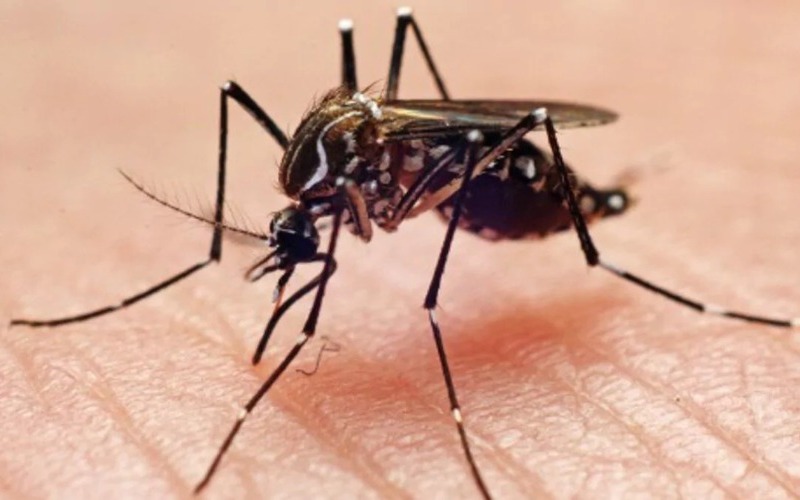 descubren-que-el-dengue-debilita-la-barrera-protectora-de-los-vasos-sanguineos-20260916-135040-ekhn-1200x675-1903af.jpg