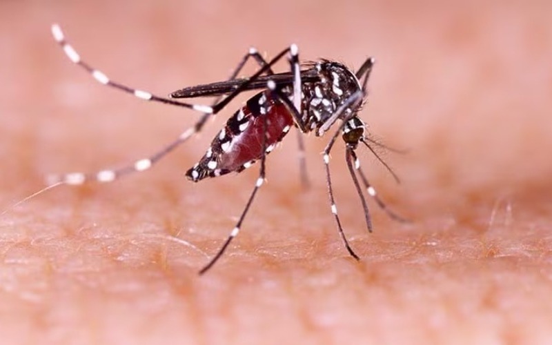 dt_240902_mosquito_aedes_aaegypti_800x450-1896c0.jpg