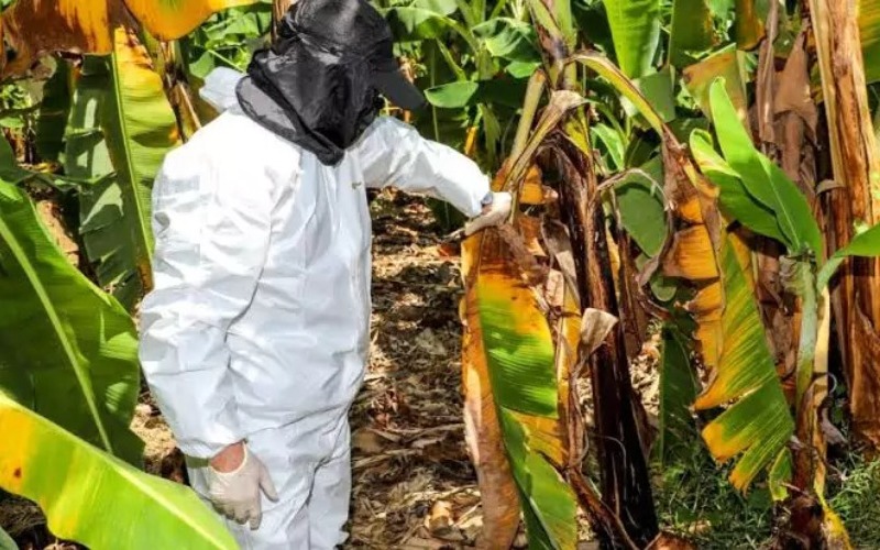 ecuador-confirma-un-segundo-caso-de-fusarium-en-finca-bananera-de-zona-fronteriz-20260715-223658-mraa-6ef5c0.jpg