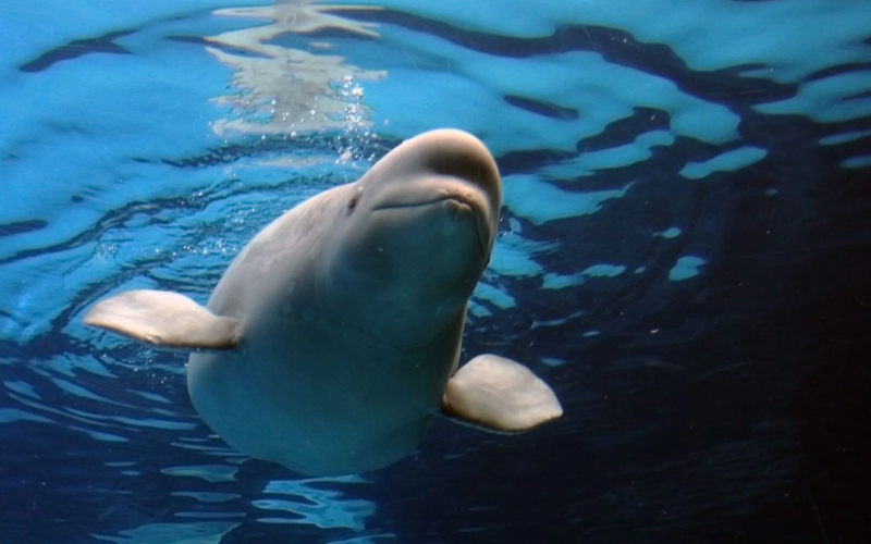 eeuu-recibe-las-primeras-seis-ballenas-belugas-del-clausurado-parque-canadiense-20260722-212812-meu2-1200x675-024be9.png
