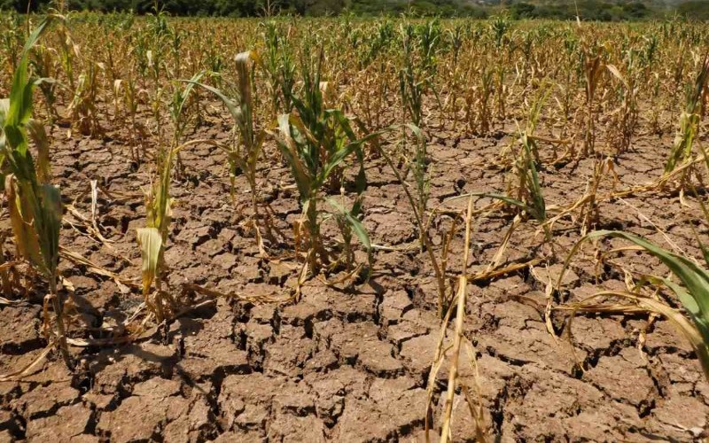 el-nino-riesgo-agro-salvador01-d38bcd.jpg