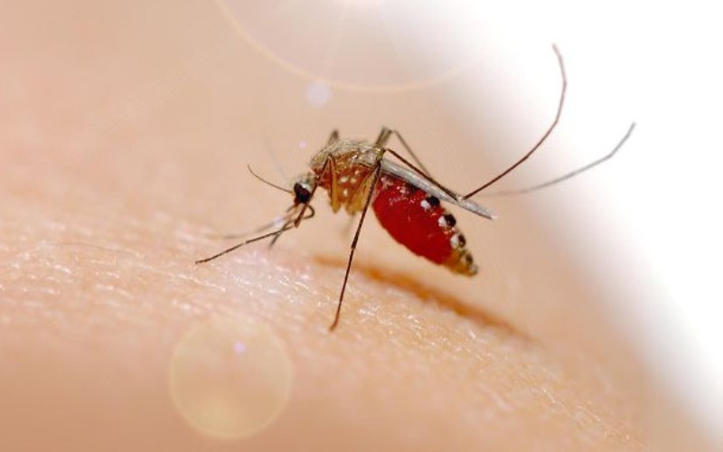 enfermedades-transmitidas-por-mosquitos-aumentan-en-europa-362c36.jpg