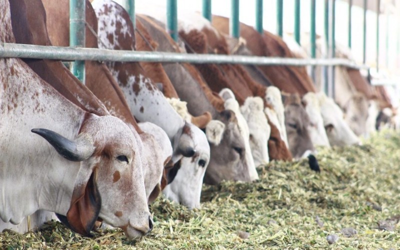 Fedeagro: al menos 5 millones de hectáreas se mantienen bajo condición de expropiación