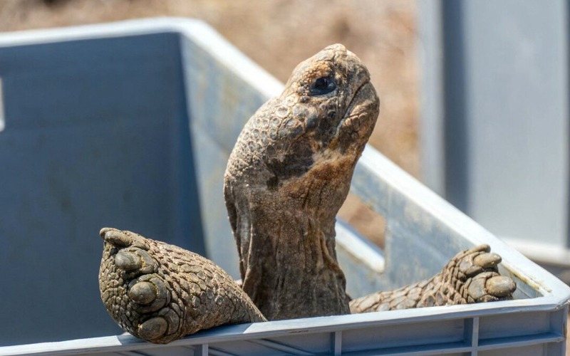 floreana-celebra-el-regreso-de-tortuga-gigante-tras-180-anos-32c5c630-focus-0-0-1200-675-b99523.jpg