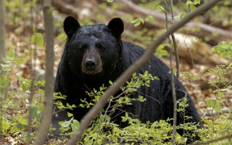 florida-aprueba-la-casa-de-osos-o36k2rzut5f3pmbxrnpyzafnsu-e467ce.jpg