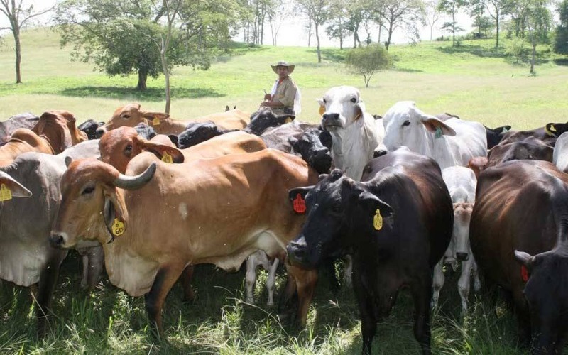 Consumo de carne en Venezuela supera los 45 kg per cápita