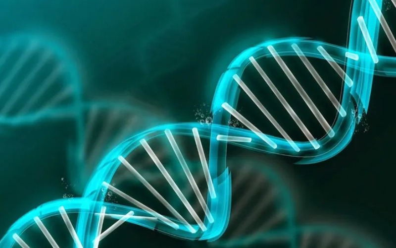 geneticajpg-4241ba.jpg