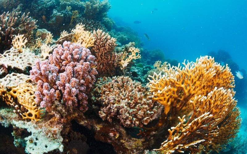 give-the-gift-of-coral-image-1-dd8a1b.jpg