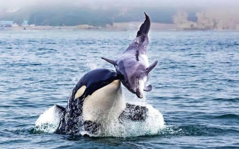 graban-por-primera-vez-orcas-y-delfines-cazando-y-compartiendo-presas-237c97c5-focus-0-0-608-342-67de11.jpg