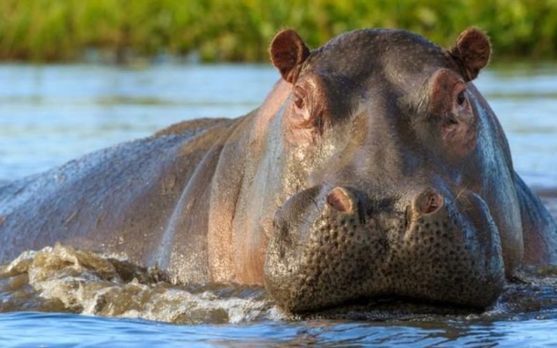 hipopotamo-e1626653661481-7549af.jpg