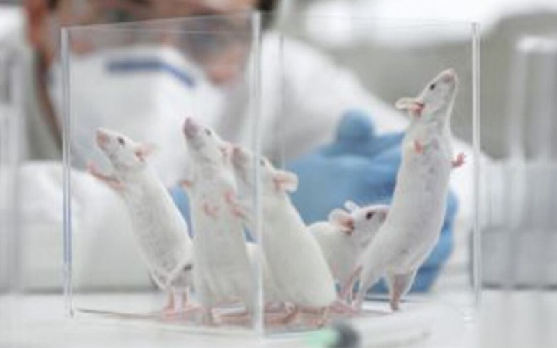 Prueban en ratones un compuesto químico que reduce la metástasis en cáncer de mama